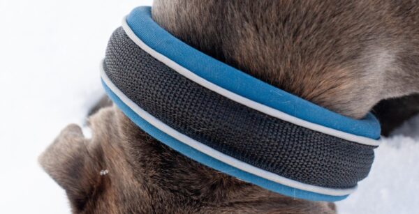 Slip On Collar | Foam Padded - Blue - Image 2