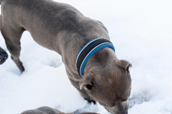 Slip On Collar | Foam Padded - Blue - Image 3