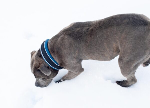 Slip On Collar | Foam Padded - Blue - Image 4