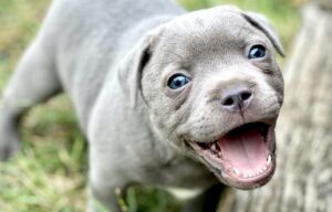 Smiling blue Staffordshire Bull Terrier puppy outdoors.
