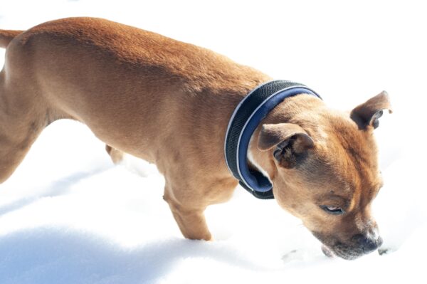 Slip On Collar | Foam Padded - Navy - Image 2